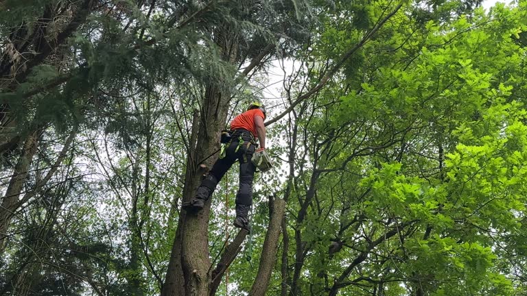 Afton, MN Tree Services Company